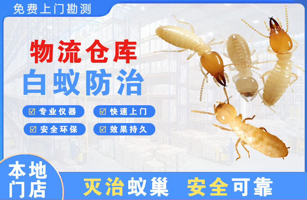 澄海物流仓库白蚁防治