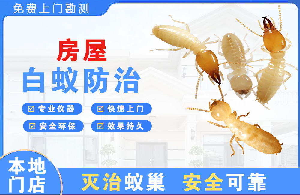 澄海房屋白蚁防治